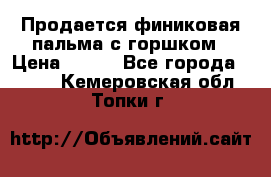 Продается финиковая пальма с горшком › Цена ­ 600 - Все города  »    . Кемеровская обл.,Топки г.